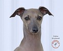 Italian Greyhound